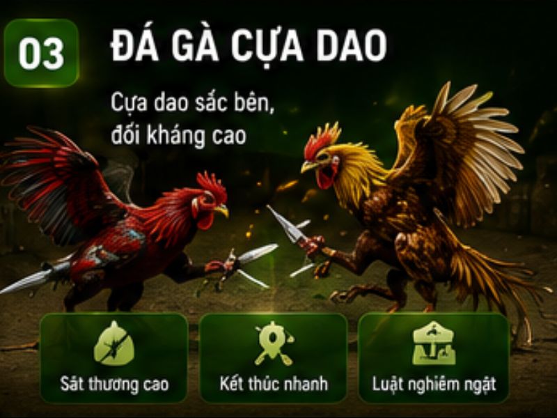 Đá gà cựa dao
